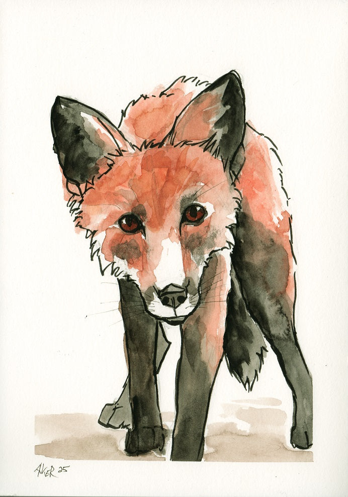Aquarellzeichnung eines jungen Fuchses der den Betrachter neugierig anschaut