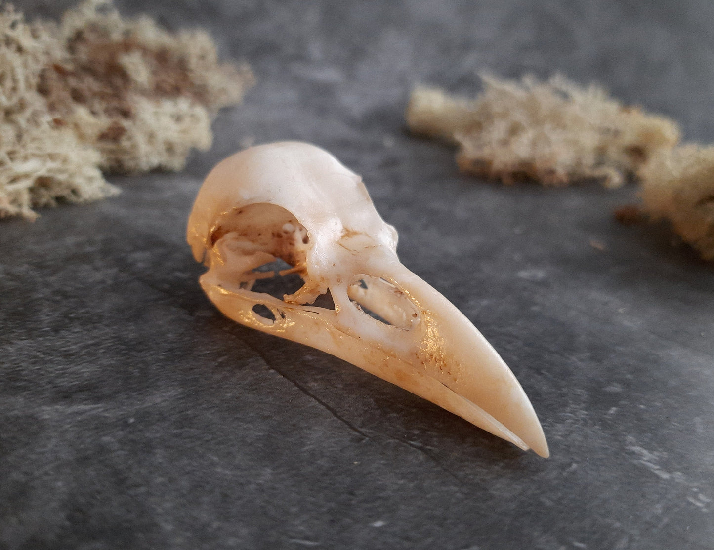 Raven skull replica black