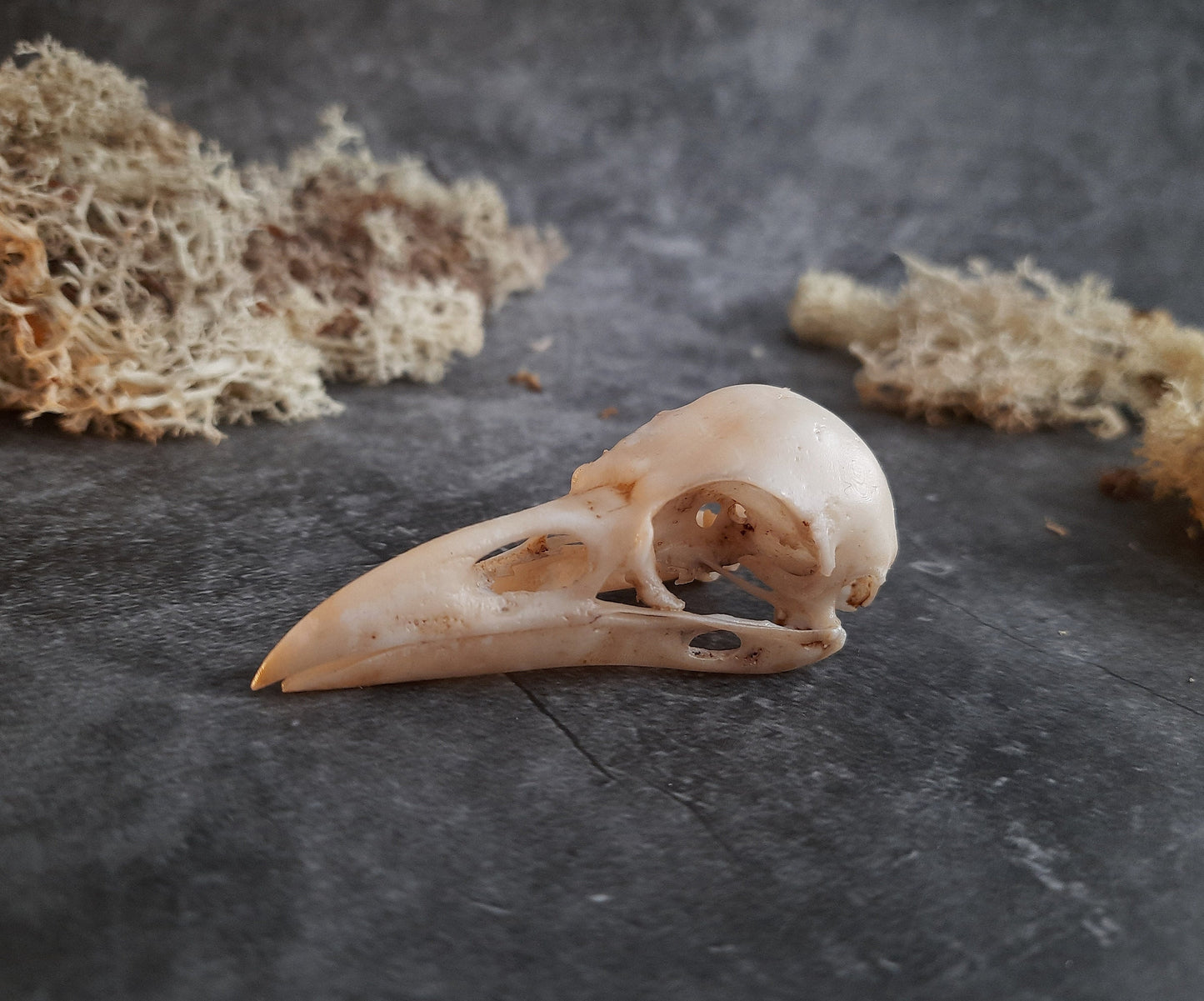 Raven skull replica black