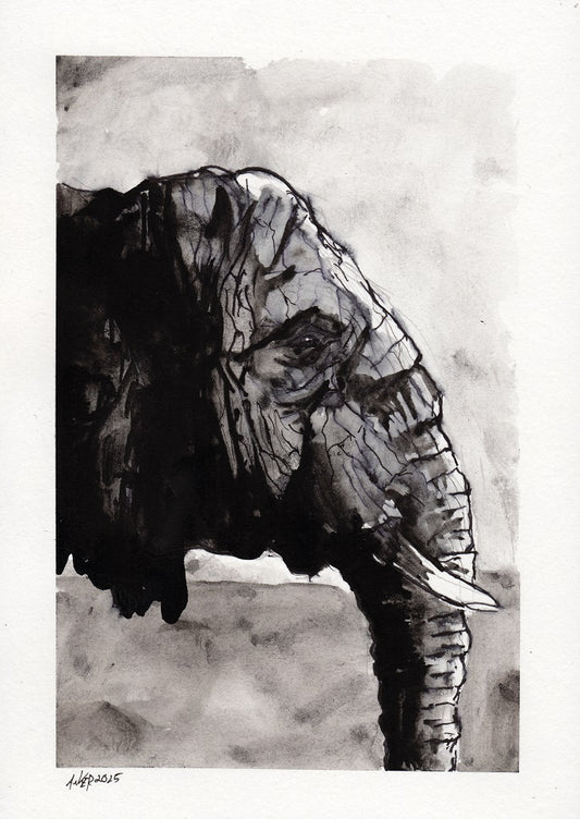 Eine Tuschezeichnung von einem Elefantenkopf in Seitenansicht mit schwarzem Bilderrahmen