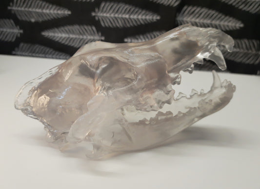 Wolf Skull Replica Transparent