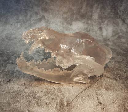 Wolf Skull Replica Transparent