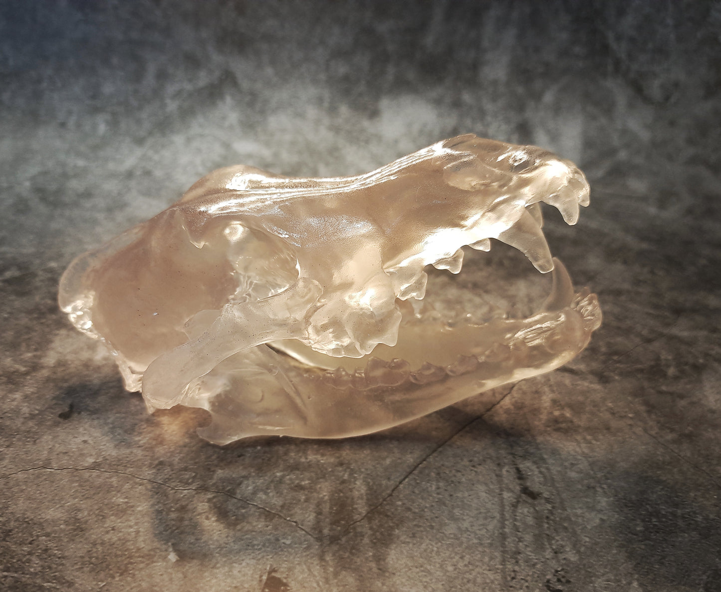 Wolf Skull Replica Transparent