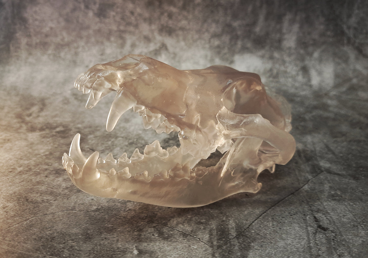 Wolf Skull Replica Transparent