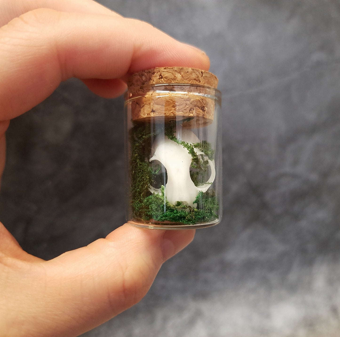 Mini cat skull in glass with moss