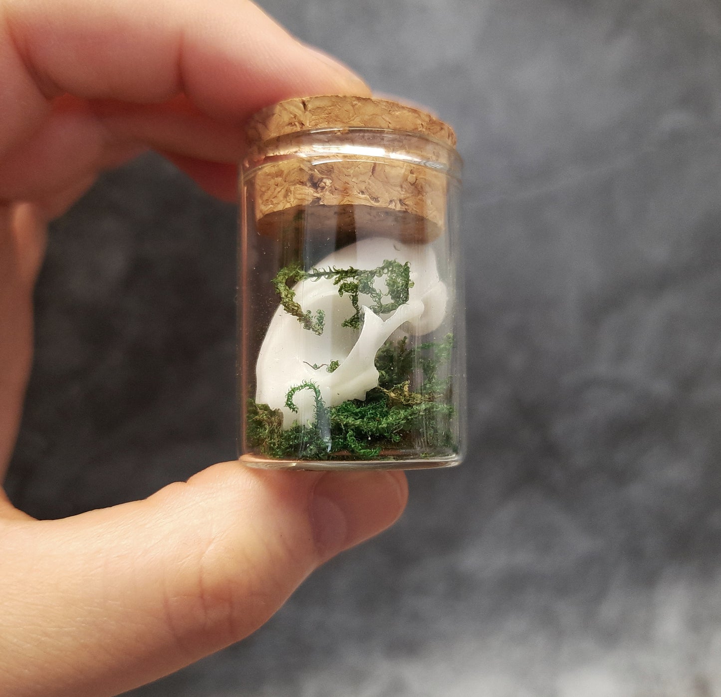 Mini cat skull in glass with moss
