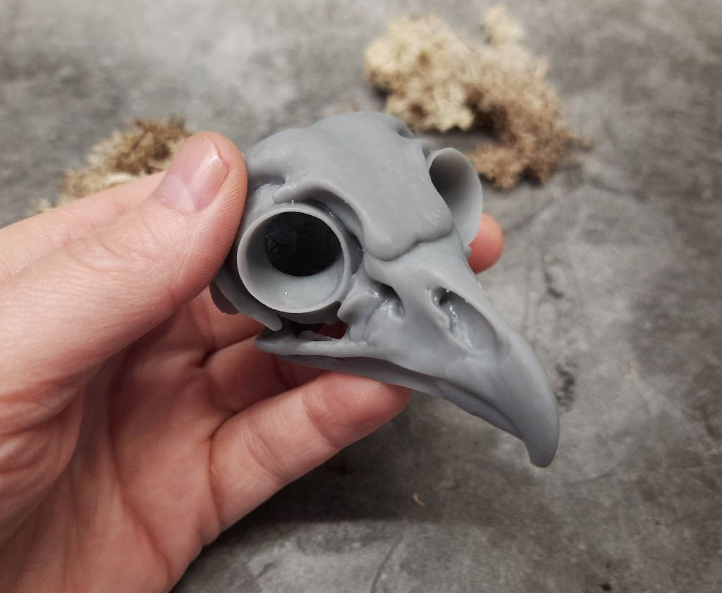 Owl skull replica unpainted