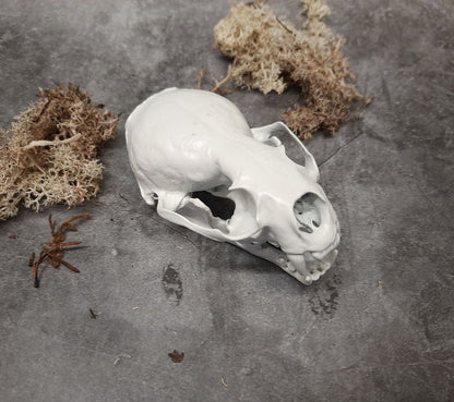 Otter skull replica white