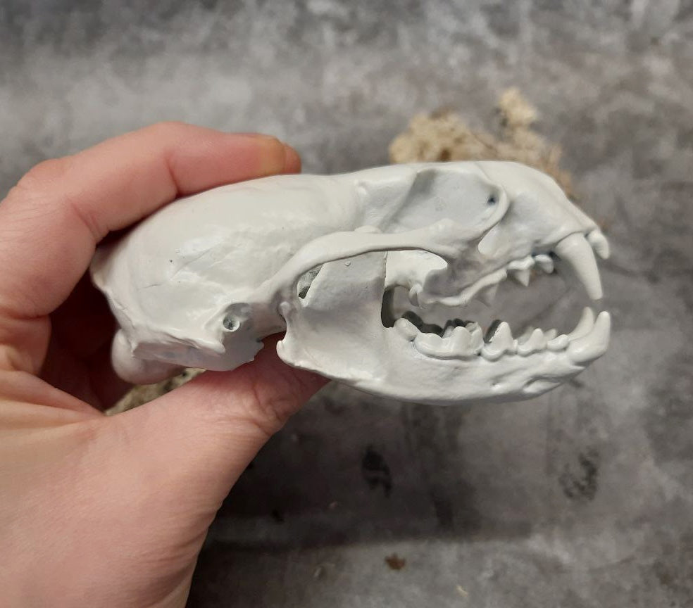 Otter skull replica white