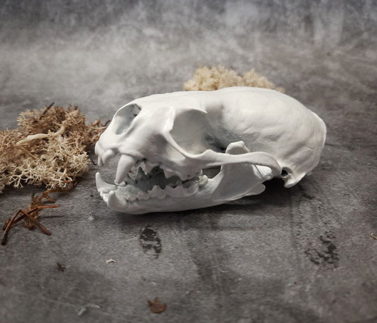 Otter skull replica white