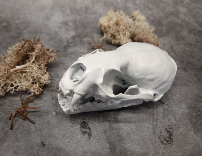 Otter skull replica white