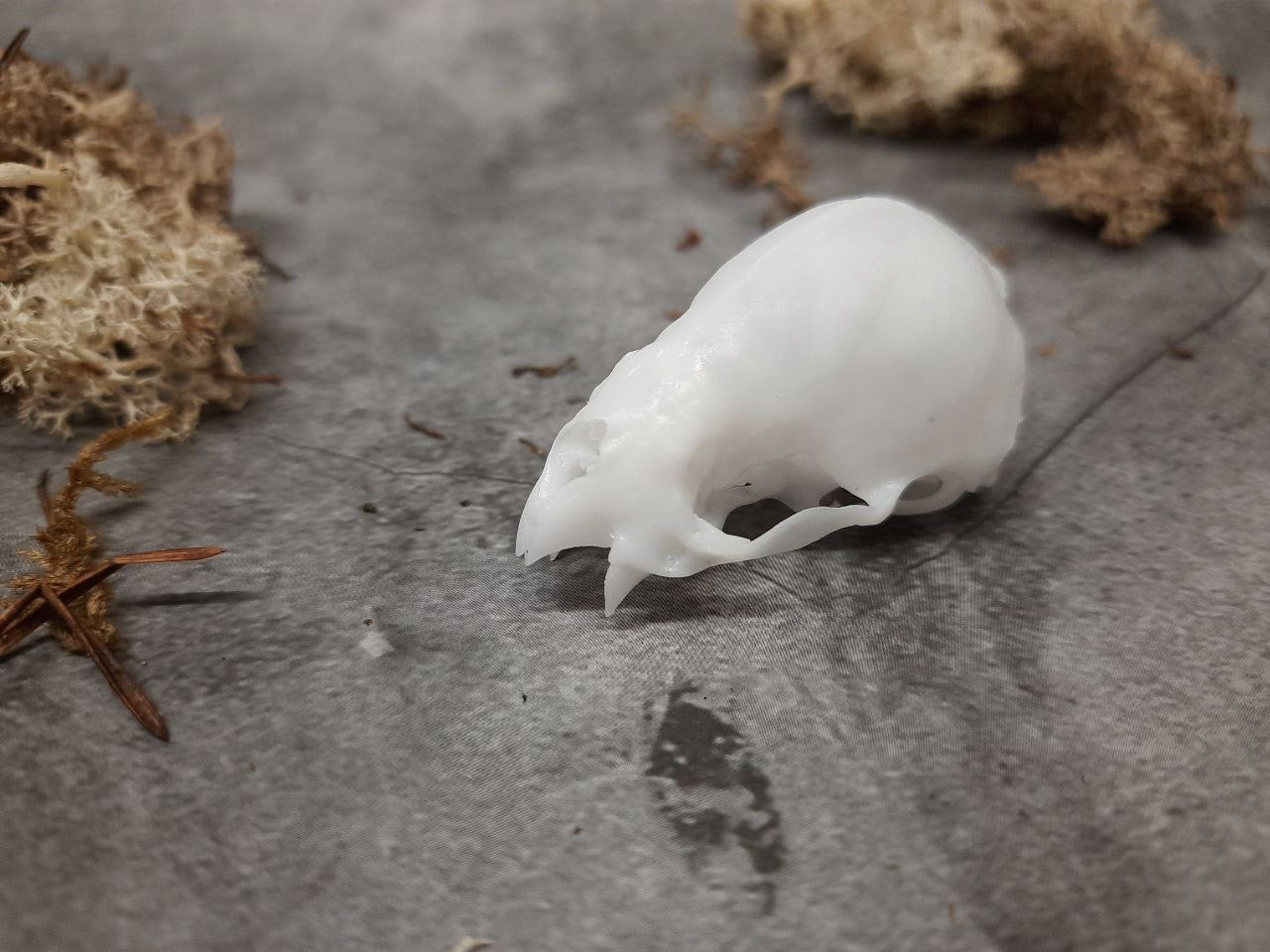 Vampire bat skull replica unpainted