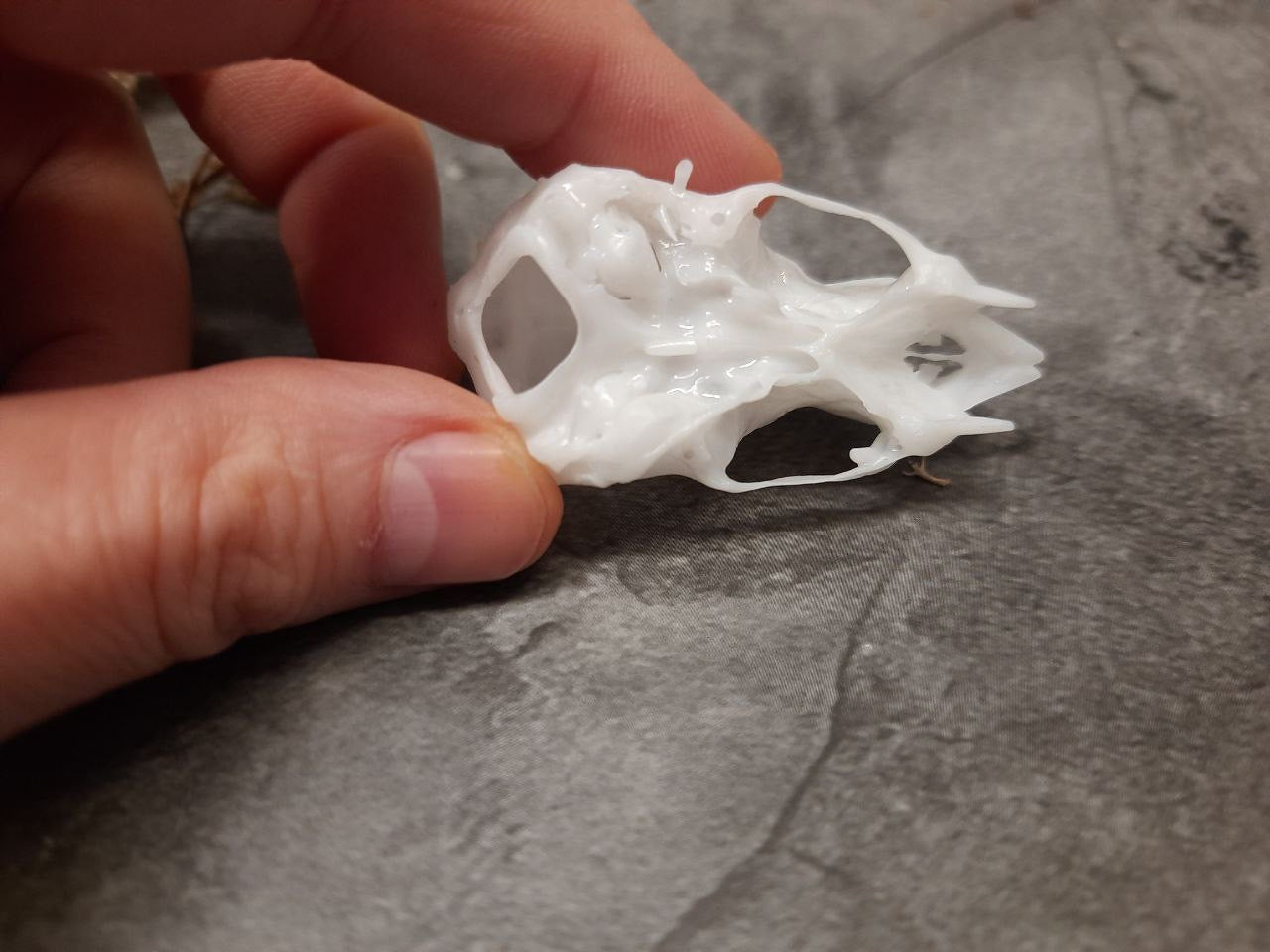 Vampire bat skull replica unpainted