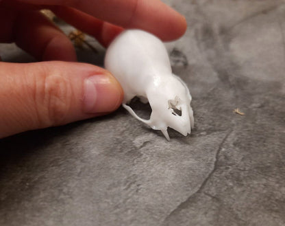 Vampire bat skull replica unpainted