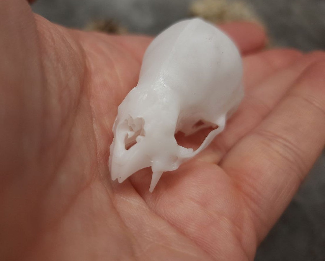 Vampire bat skull replica unpainted