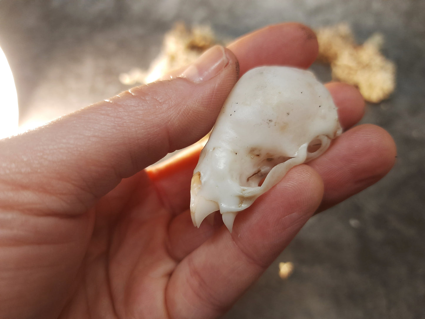 Vampire bat skull replica with patina