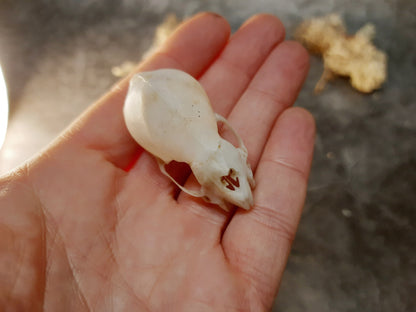 Vampire bat skull replica with patina