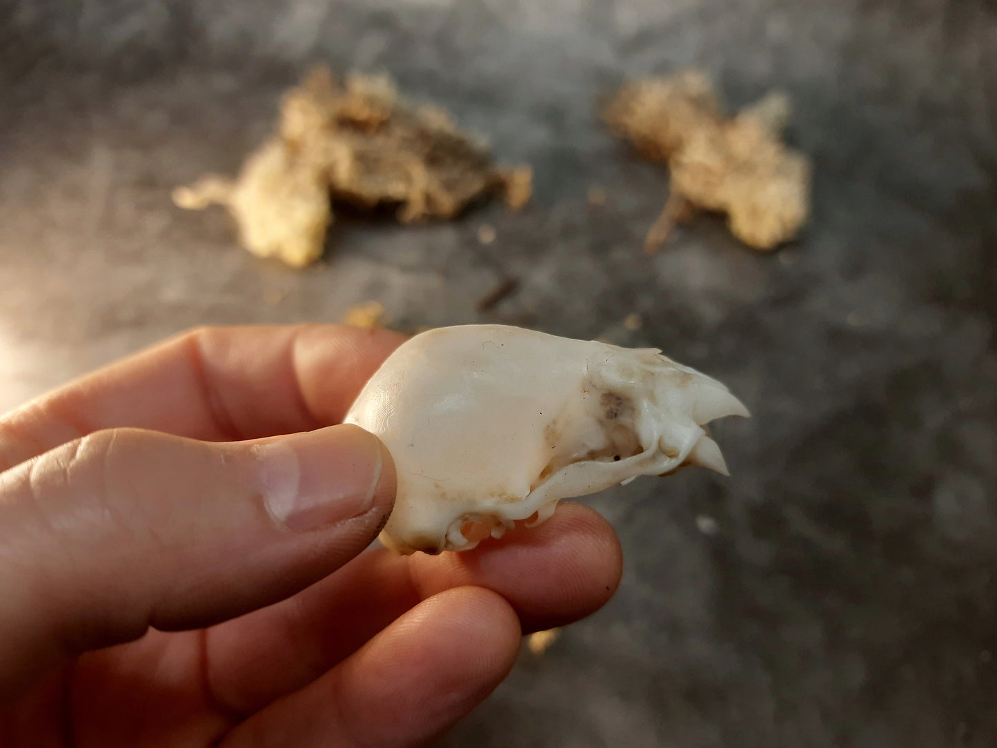 Vampire bat skull replica with patina