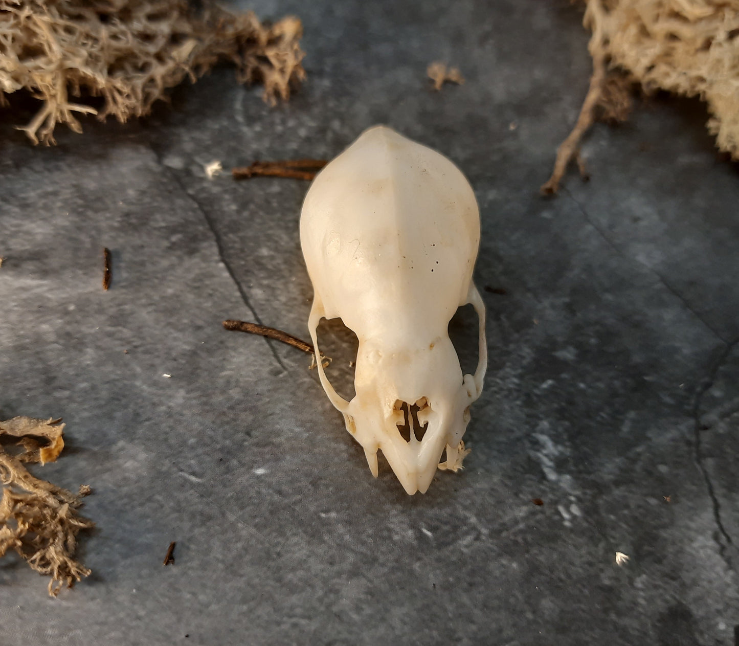 Vampire bat skull replica with patina