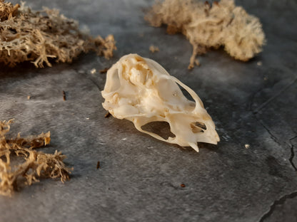 Vampire bat skull replica with patina