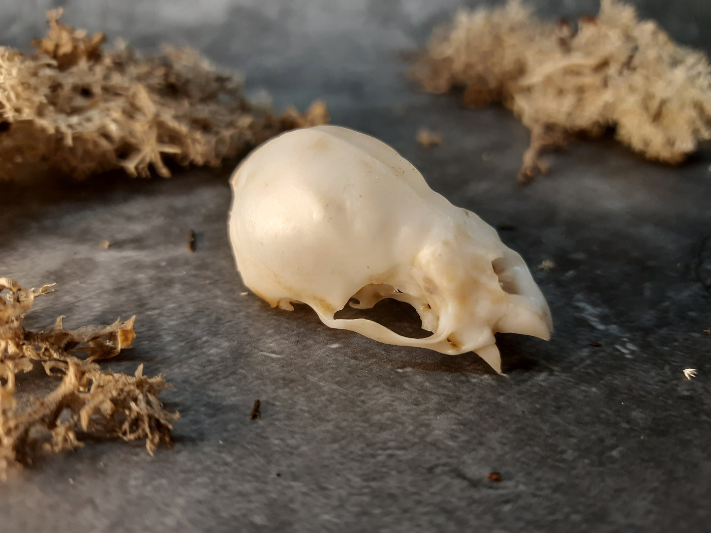 Vampire bat skull replica with patina