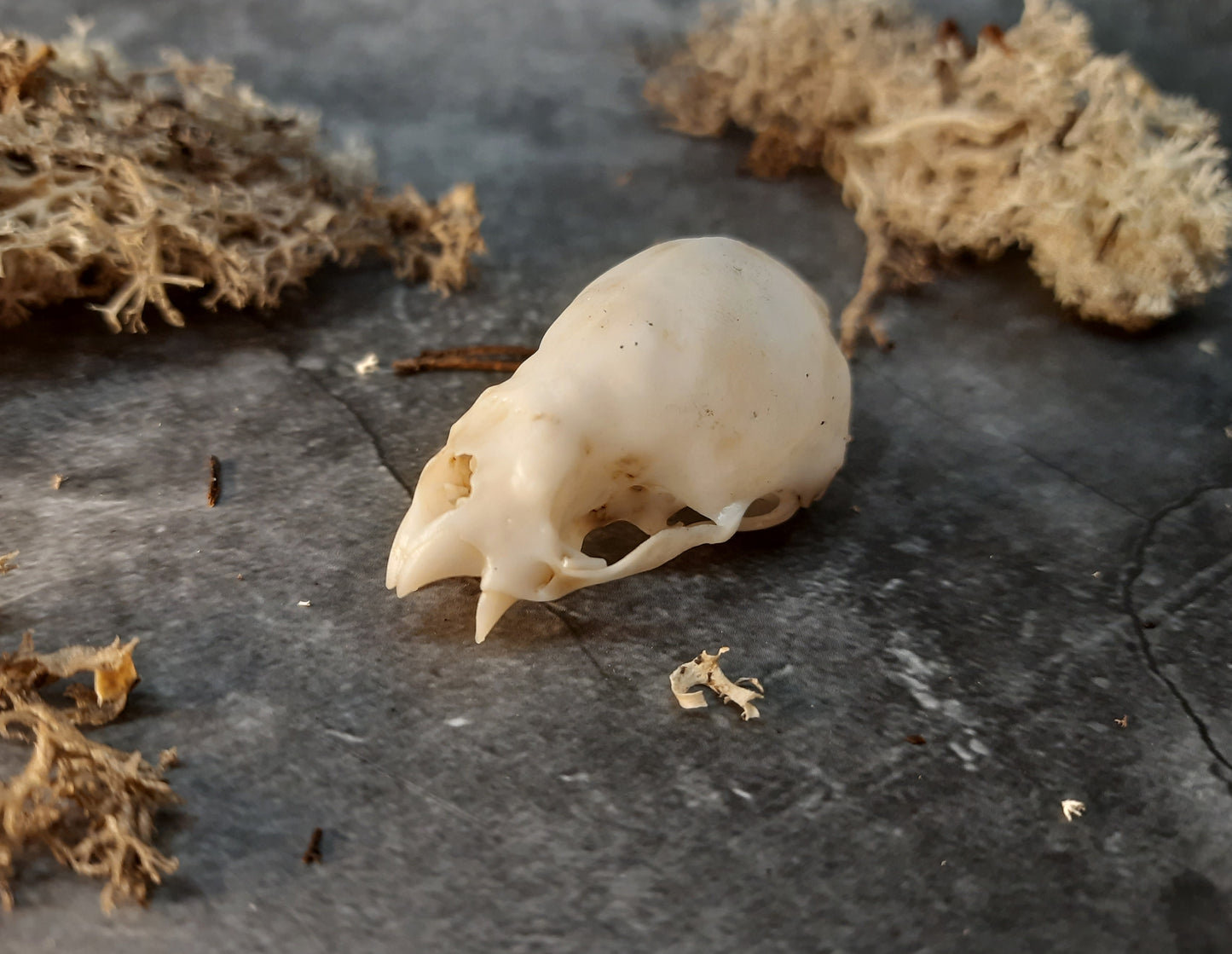 Vampire bat skull replica with patina