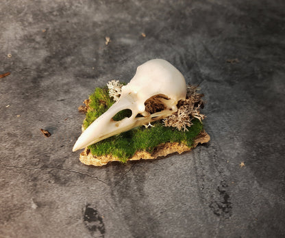 Raven skull replica on bark