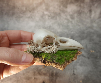 Raven skull replica on bark