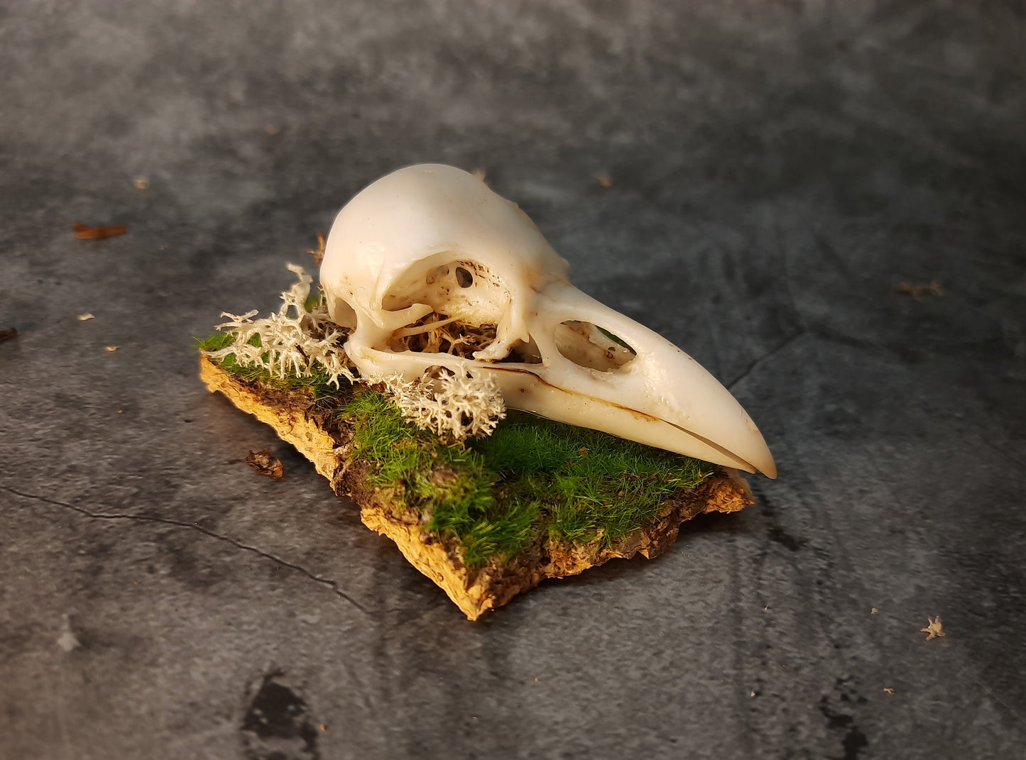 Raven skull replica on bark