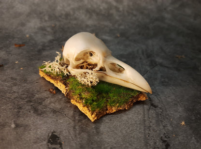 Raven skull replica on bark