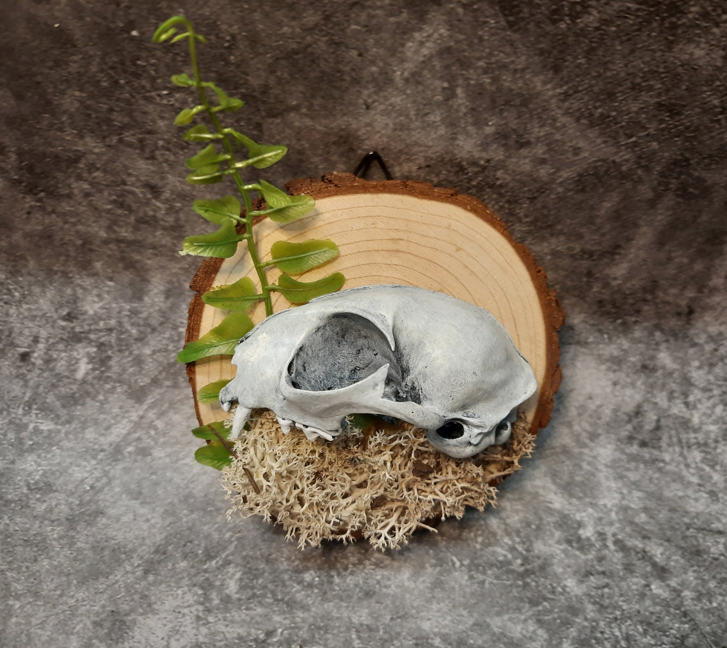 Cat skull replica 3D image