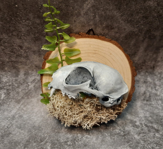 Cat skull replica 3D image