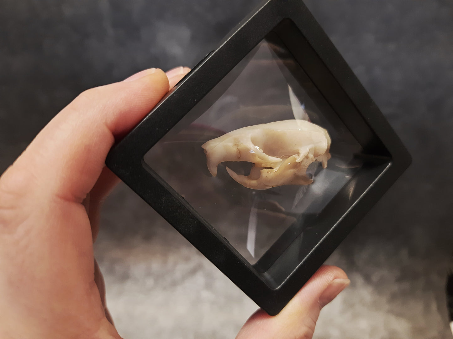 Rat skull replica in floating frame