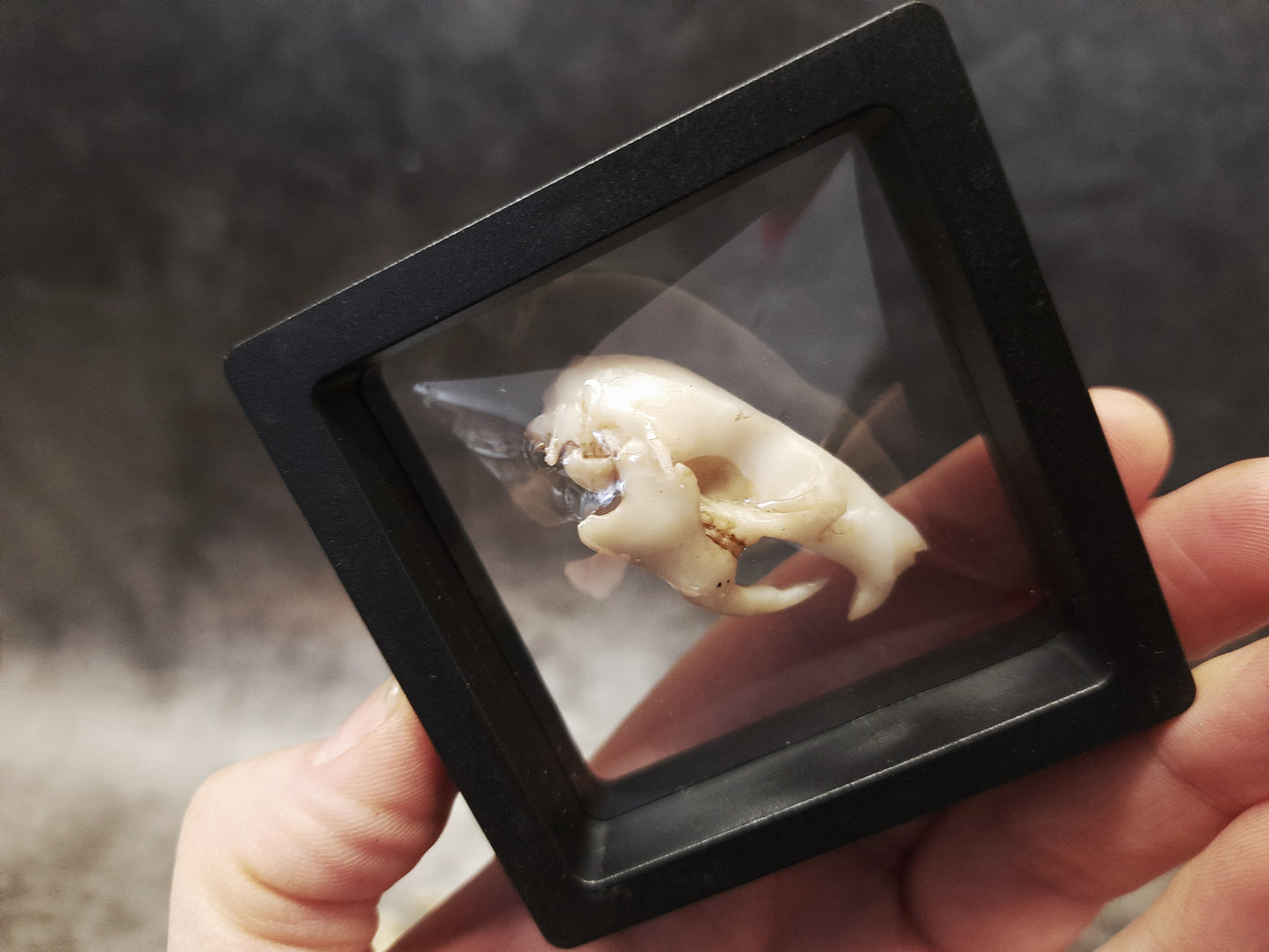 Rat skull replica in floating frame