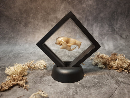 Rat skull replica in floating frame
