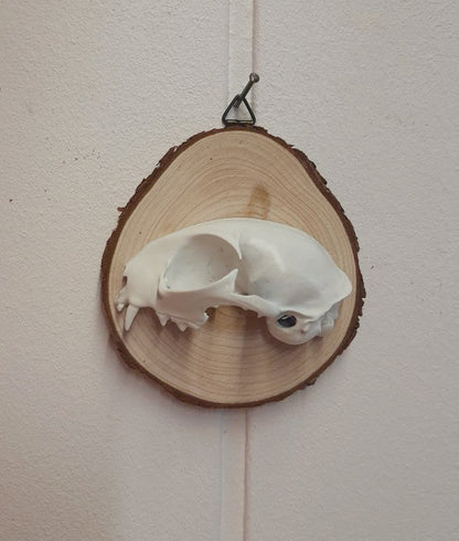 Cat Skull 3D Image