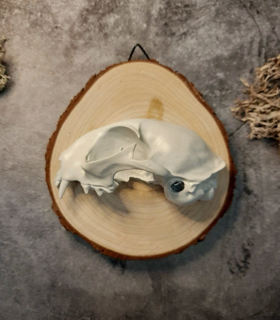 Cat Skull 3D Image