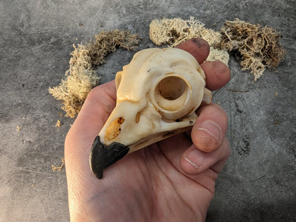 Owl skull replica gold bronze color