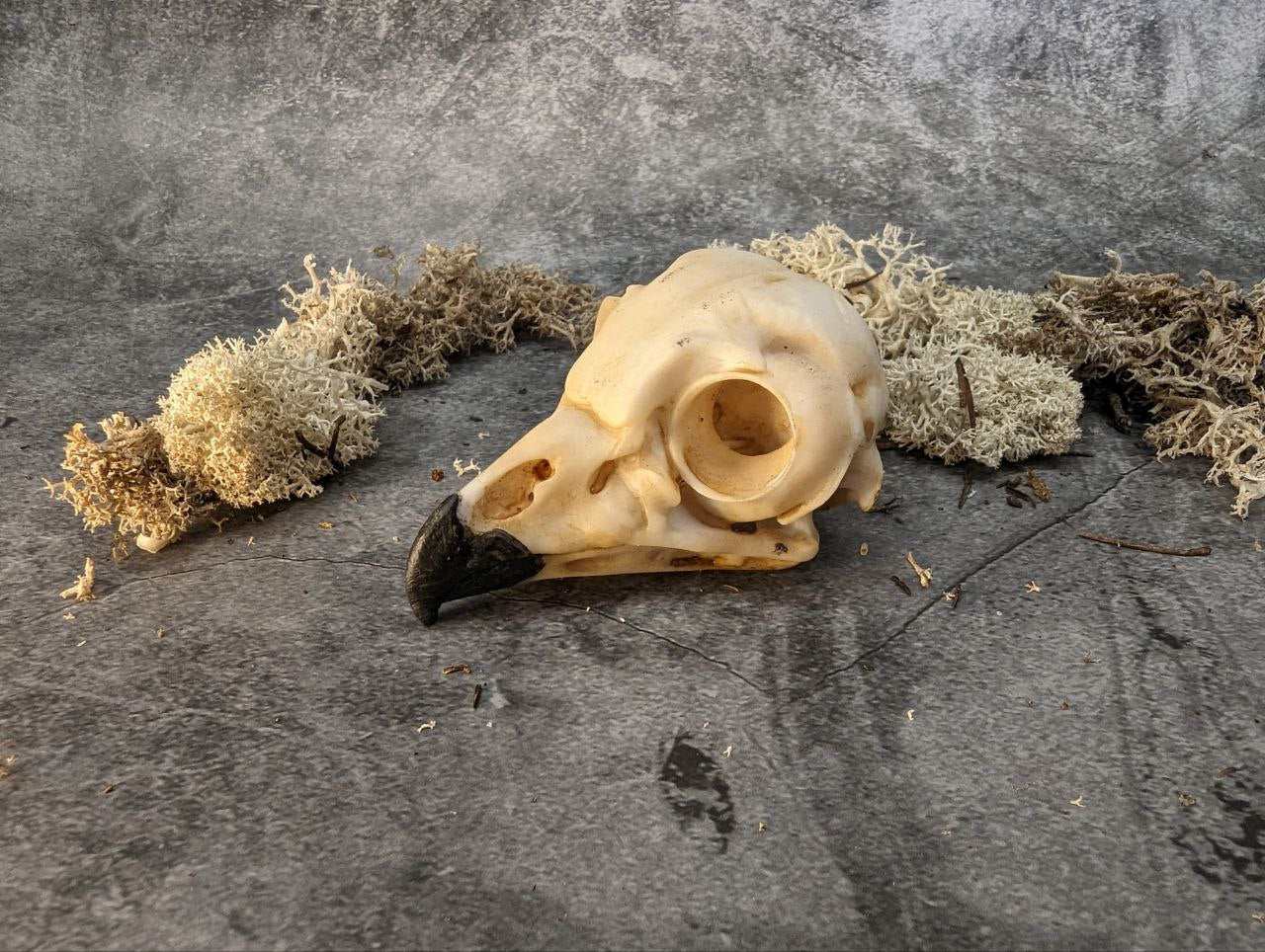 Owl skull replica gold bronze color