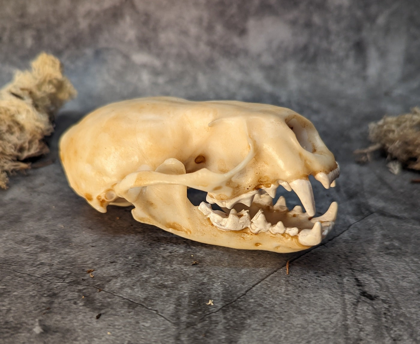 Otter skull replica natural color