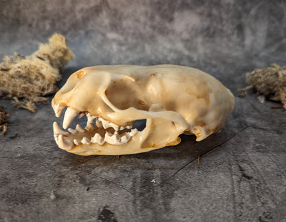 Otter skull replica natural color