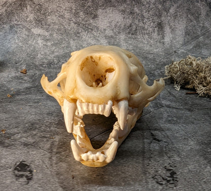 Otter skull replica natural color