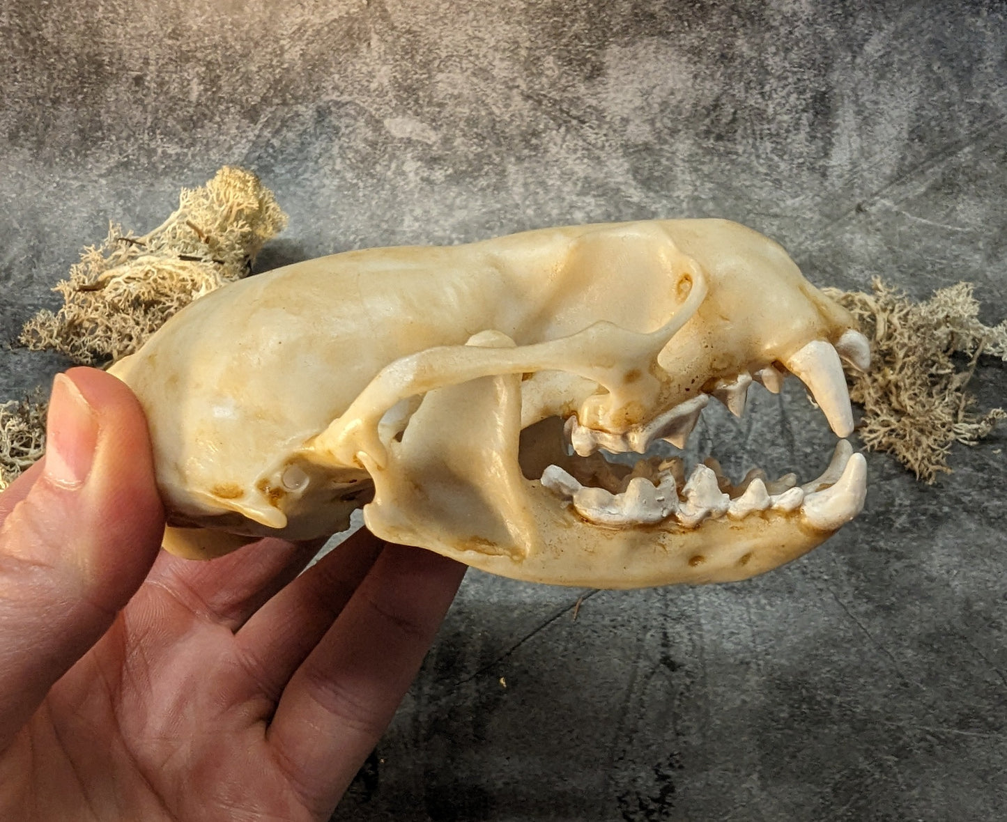 Otter skull replica natural color