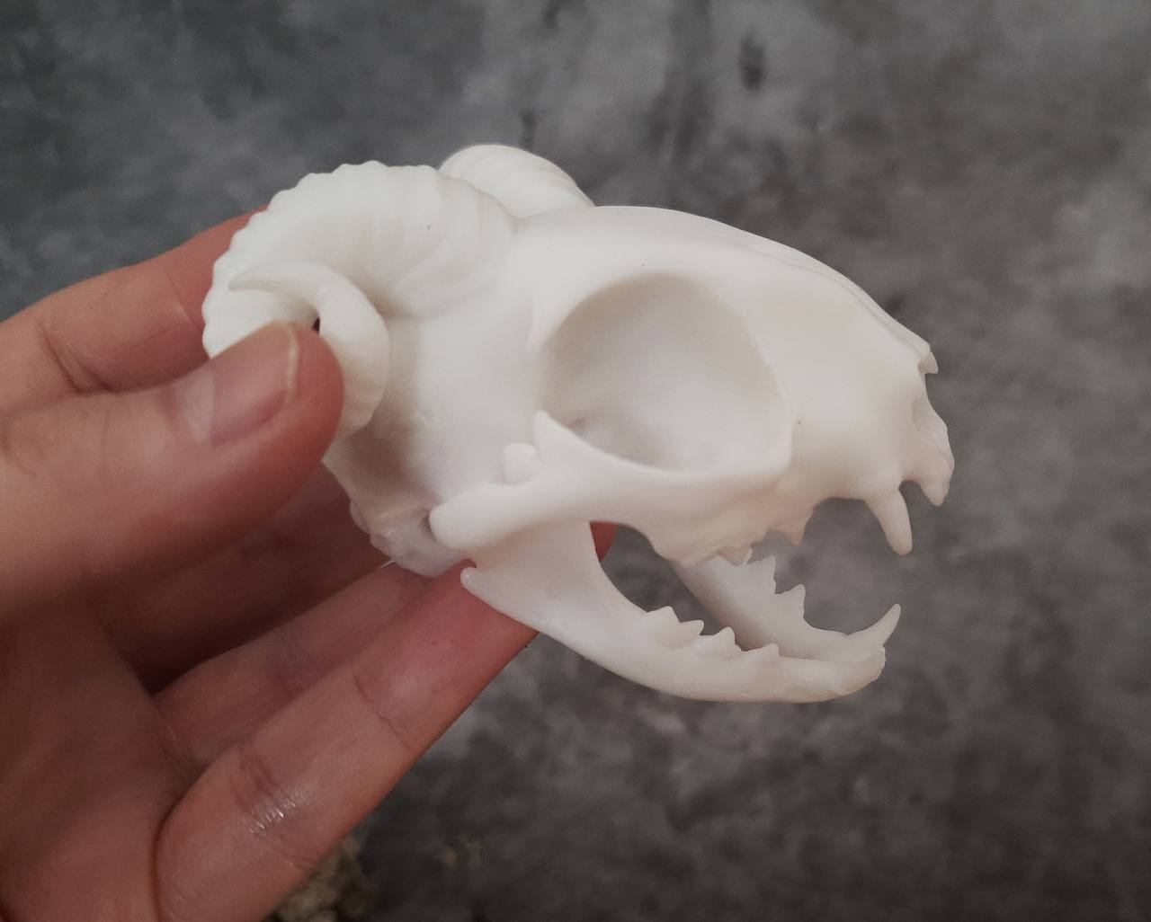 Cat Skull Replica Unpainted