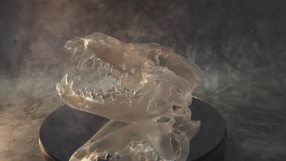 Wolf Skull Replica Transparent