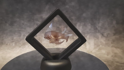 Rat skull replica in floating frame