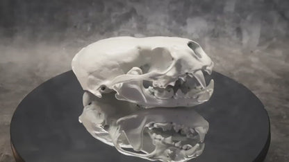 Otter skull replica white