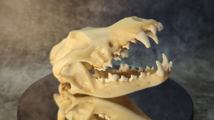 Wolf skull replica natural color