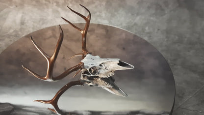 Miniature deer skull