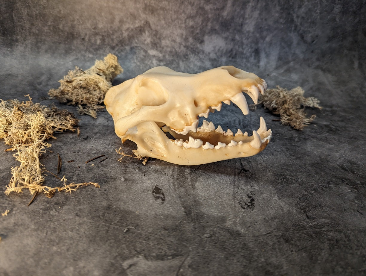 Wolf skull replica natural color